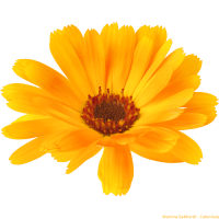 Calendula - msek lkask