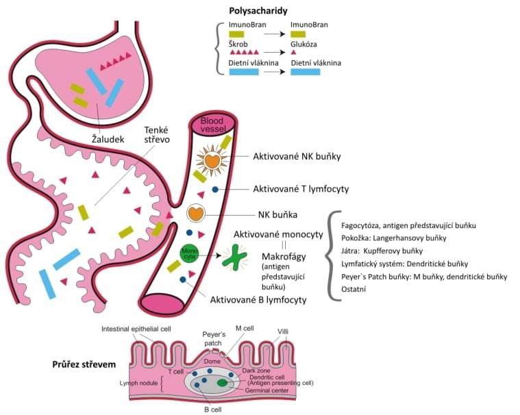 Ilustracni obrazek - pouzity z materialu k produkt IMUNOBRAN (MGN3) - heteroglykan arabinoxyaln